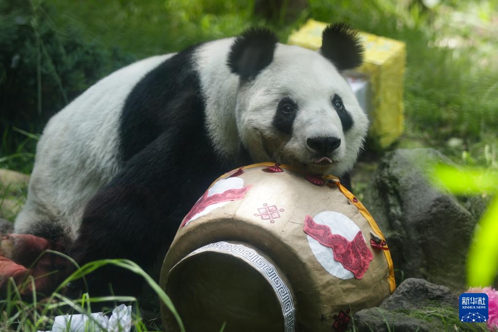 墨西哥举行大熊猫“欣欣”35岁生日庆祝活动 墨西哥举行大熊猫“欣欣”35岁生日庆祝活动