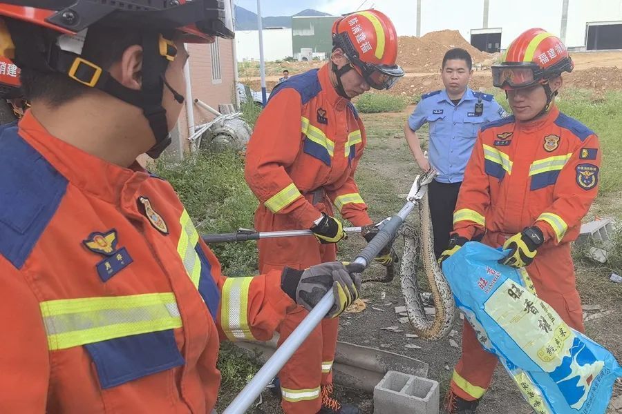 福建泉州城区惊现3米、38斤大蟒蛇！3名消防员合力抬走