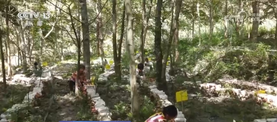 林下经济“点绿成金” “林+”模式为乡村振兴增添绿色动能 林下经济“点绿成金” “林+”模式为乡村振兴增添绿色动能