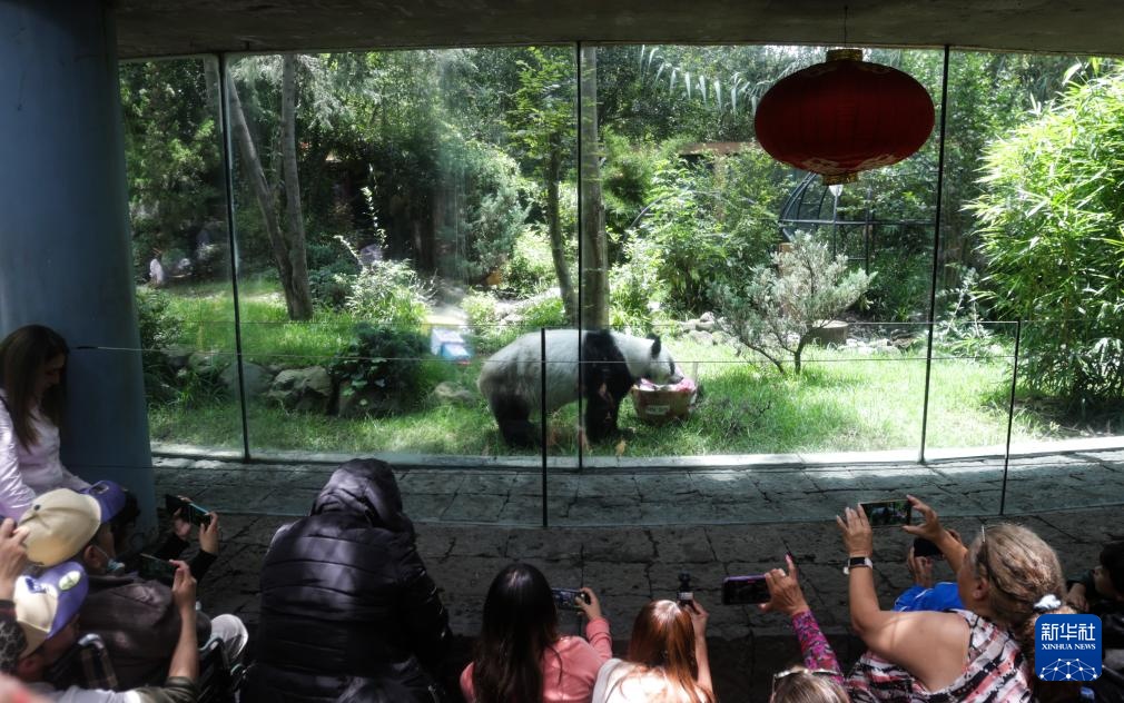 墨西哥举行大熊猫“欣欣”35岁生日庆祝活动 墨西哥举行大熊猫“欣欣”35岁生日庆祝活动