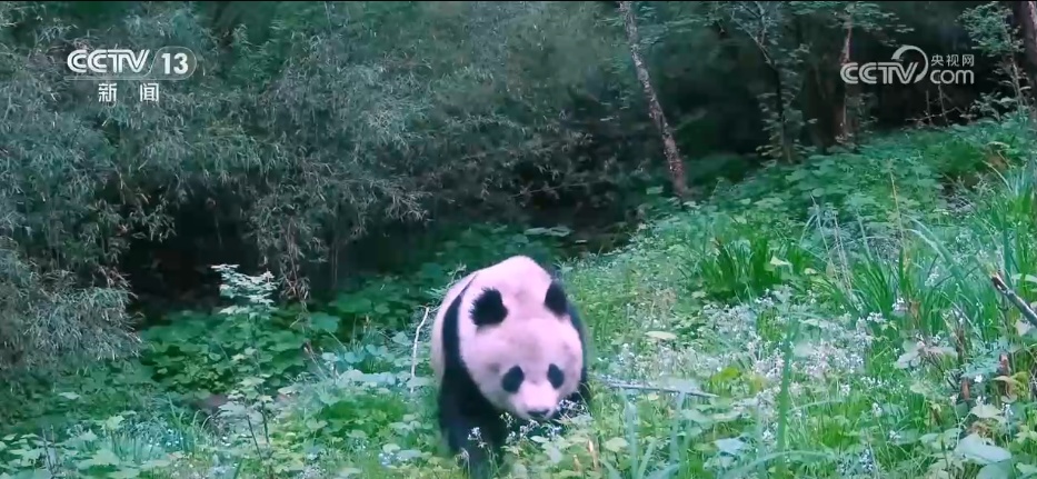 秦岭生态廊道守护生物多样“精彩” 勾勒人与自然和谐共生美好图景