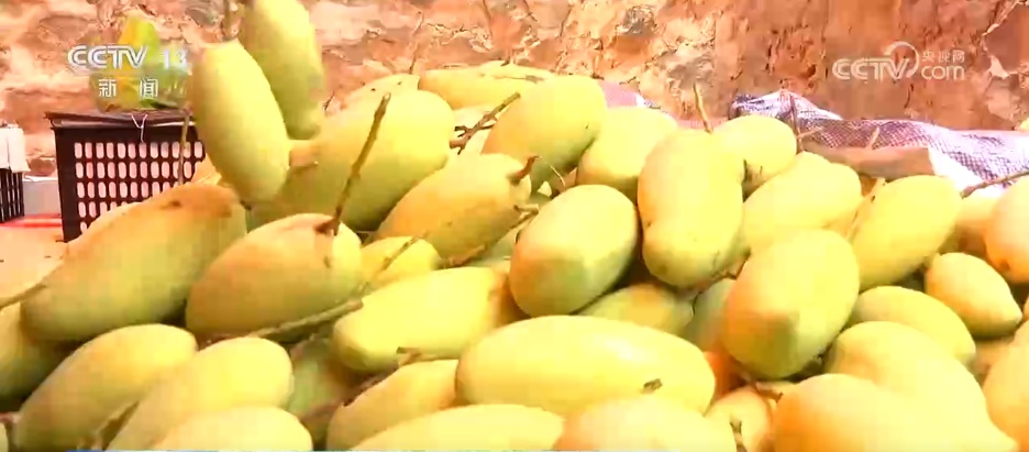 林下经济“点绿成金” “林+”模式为乡村振兴增添绿色动能 林下经济“点绿成金” “林+”模式为乡村振兴增添绿色动能