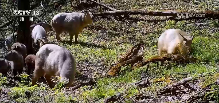 秦岭生态廊道守护生物多样“精彩” 勾勒人与自然和谐共生美好图景