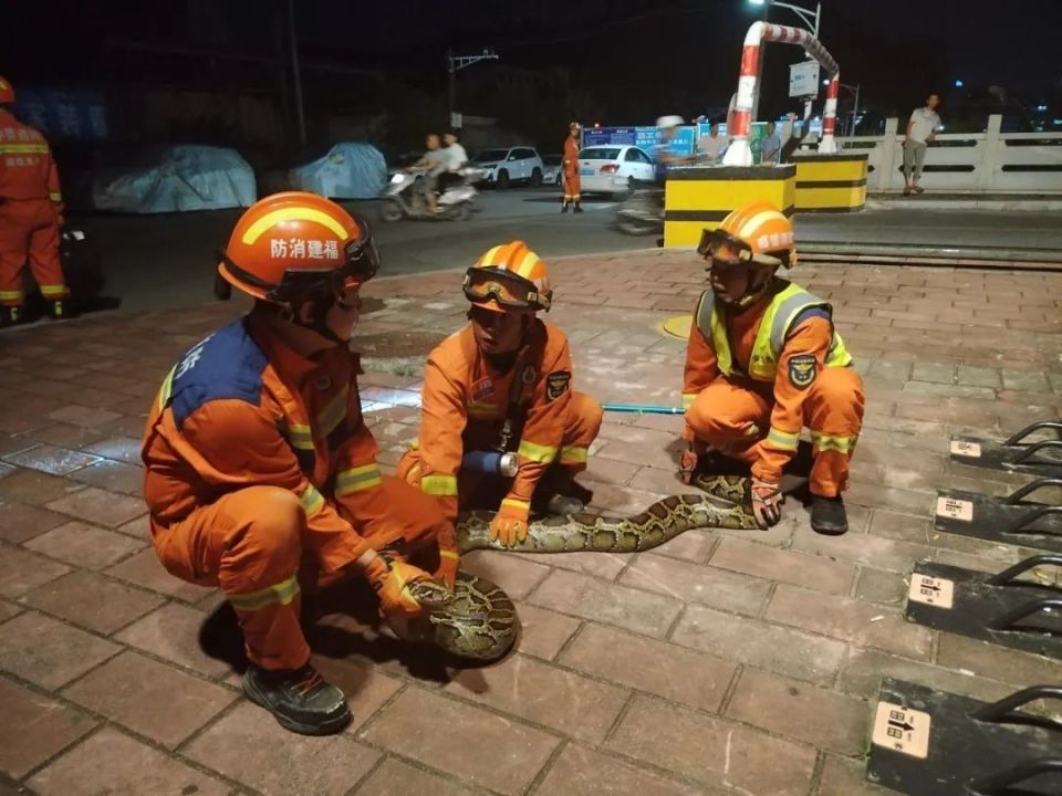 福建泉州城区惊现3米、38斤大蟒蛇！3名消防员合力抬走
