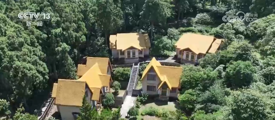 林下经济“点绿成金” “林+”模式为乡村振兴增添绿色动能 林下经济“点绿成金” “林+”模式为乡村振兴增添绿色动能