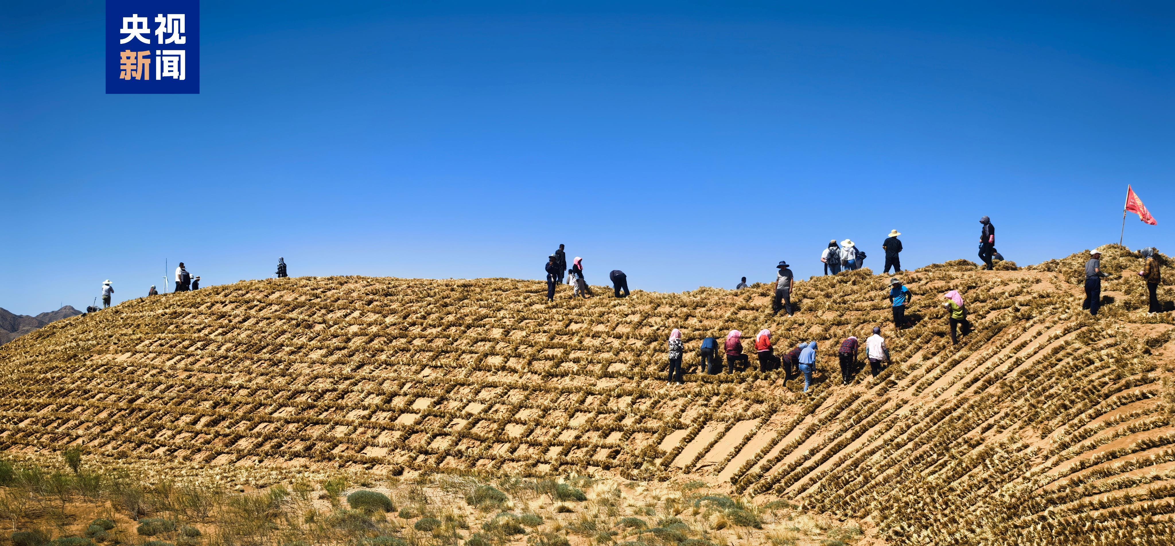总长153公里!腾格里沙漠东南缘固沙锁边防护带合龙 总长153公里!腾格里沙漠东南缘固沙锁边防护带合龙