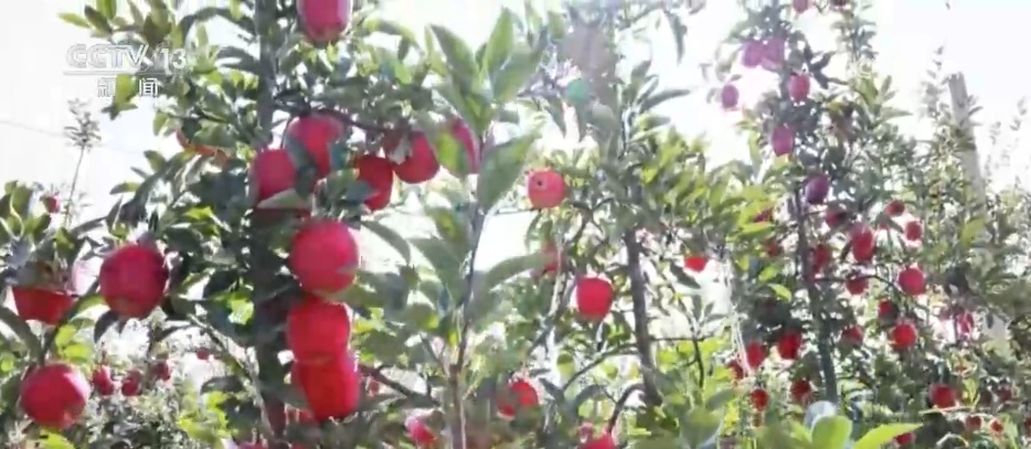 林下经济“点绿成金” “林+”模式为乡村振兴增添绿色动能 林下经济“点绿成金” “林+”模式为乡村振兴增添绿色动能