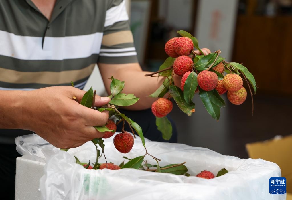 诗意中国丨从岭南到长安——荔枝的十二时辰
