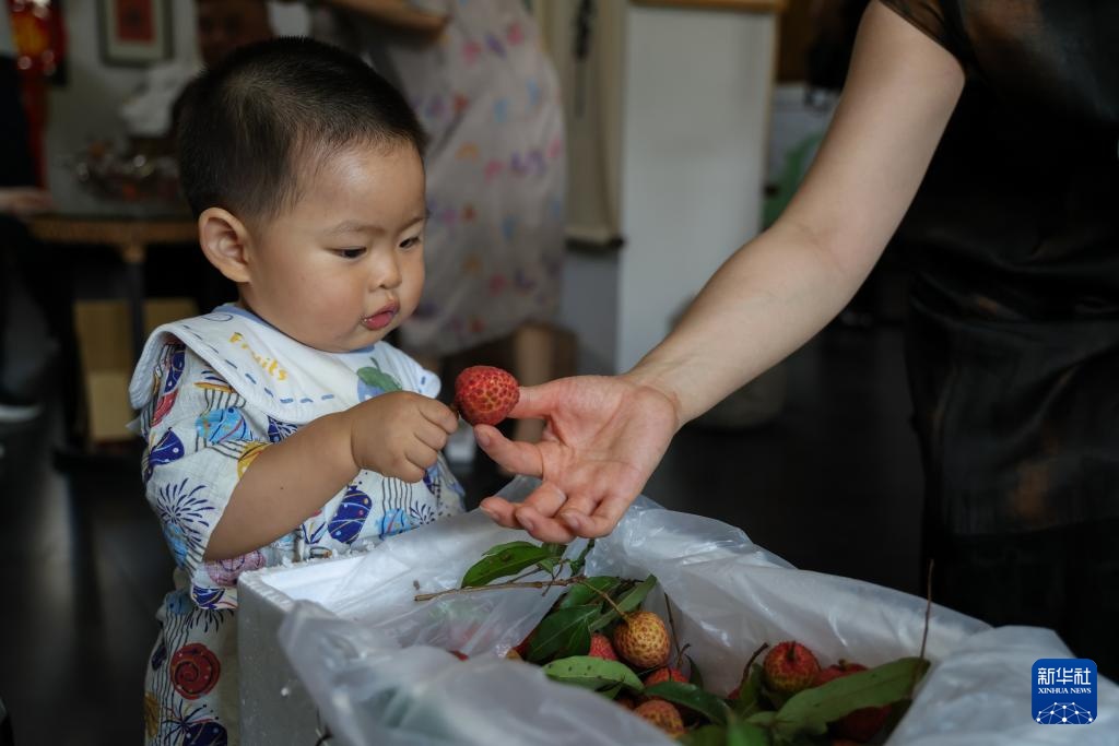诗意中国丨从岭南到长安——荔枝的十二时辰