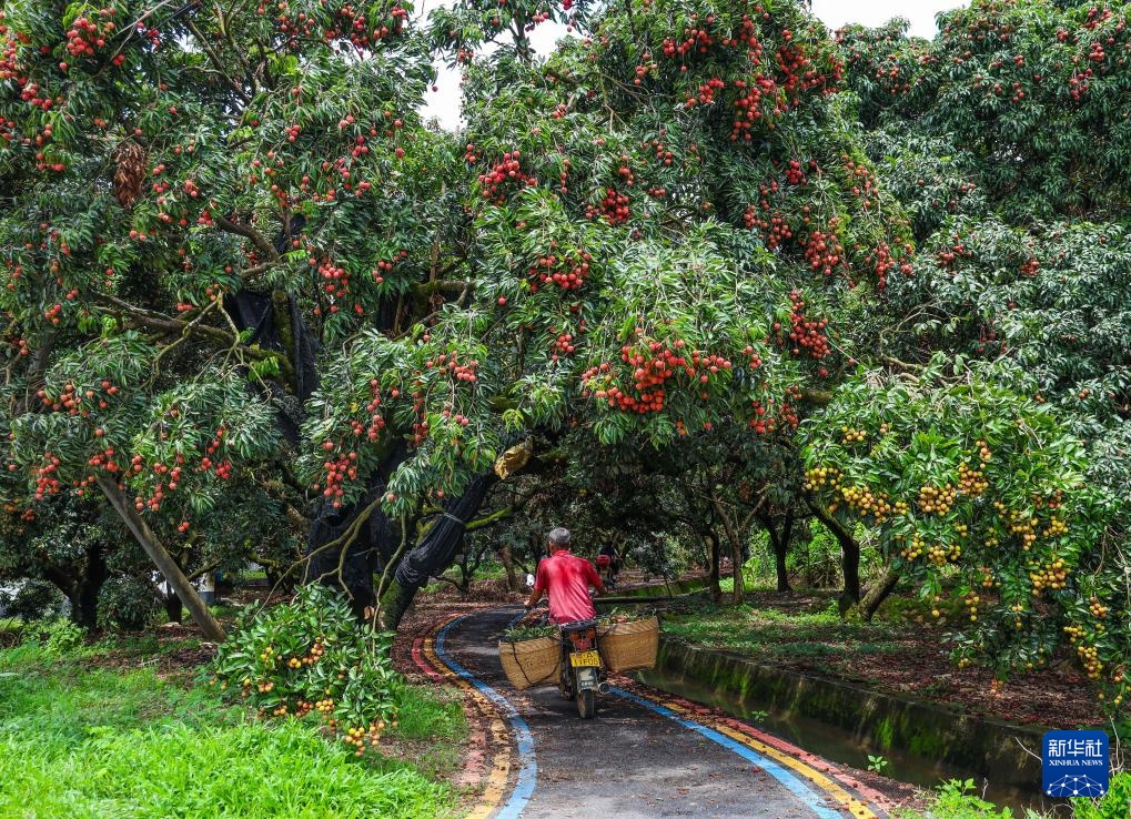 诗意中国丨从岭南到长安——荔枝的十二时辰