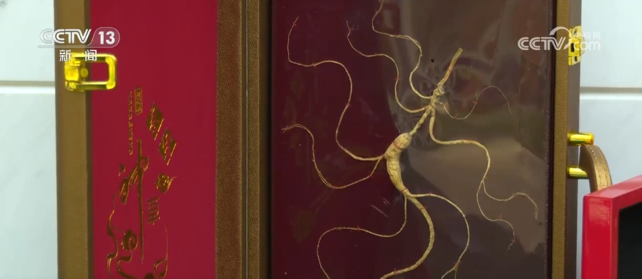 林下经济“点绿成金” “林+”模式为乡村振兴增添绿色动能 林下经济“点绿成金” “林+”模式为乡村振兴增添绿色动能