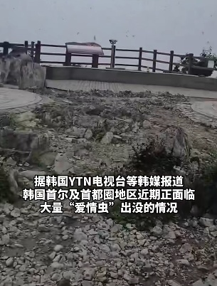 韩国首尔“爱情虫”爆发，民众崩溃：每天都像在拍恐怖片！