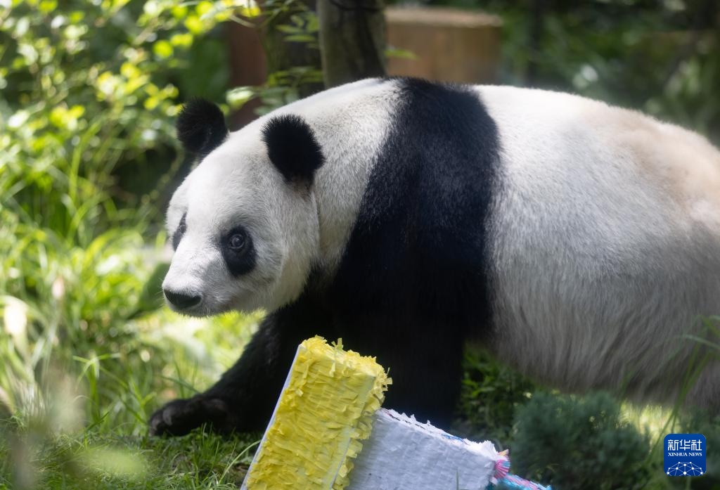墨西哥举行大熊猫“欣欣”35岁生日庆祝活动 墨西哥举行大熊猫“欣欣”35岁生日庆祝活动