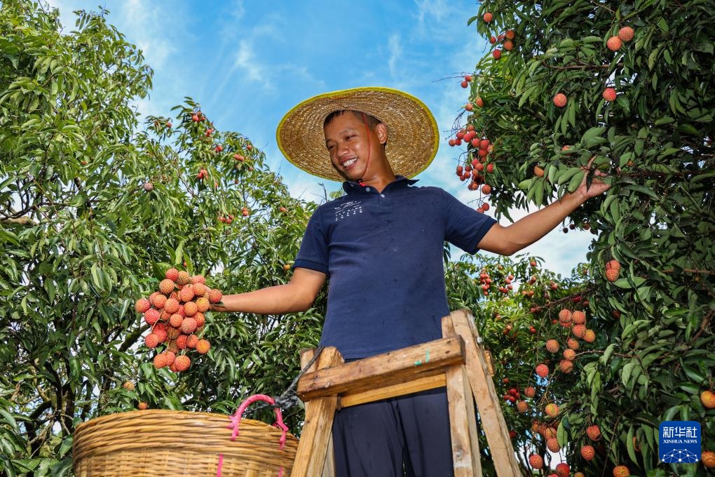 诗意中国丨从岭南到长安——荔枝的十二时辰