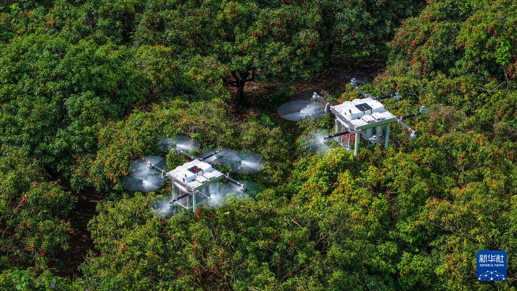 诗意中国丨从岭南到长安——荔枝的十二时辰