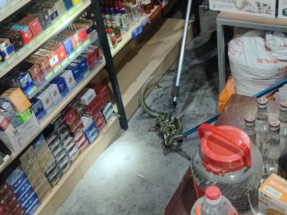 福建泉州城区惊现3米、38斤大蟒蛇！3名消防员合力抬走