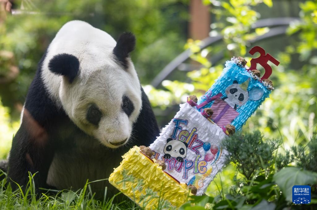 墨西哥举行大熊猫“欣欣”35岁生日庆祝活动 墨西哥举行大熊猫“欣欣”35岁生日庆祝活动