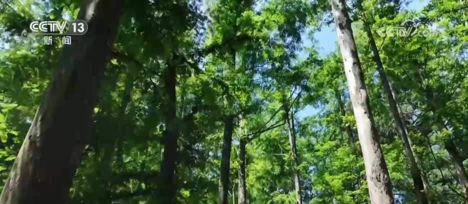 林下经济“点绿成金” “林+”模式为乡村振兴增添绿色动能 林下经济“点绿成金” “林+”模式为乡村振兴增添绿色动能