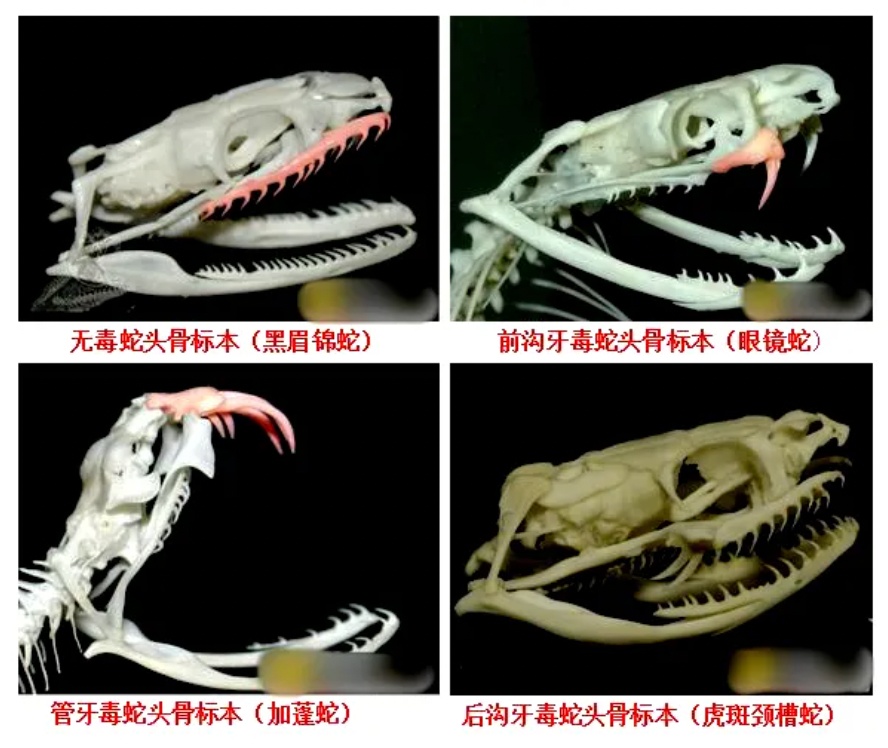 确认剧毒！妻子出电梯就被毒蛇咬伤，丈夫一个动作急救保命