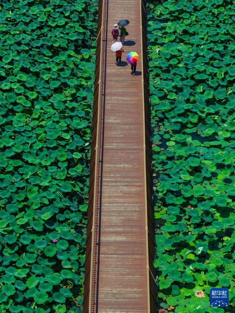 玄武湖畔赏荷乐 玄武湖畔赏荷乐