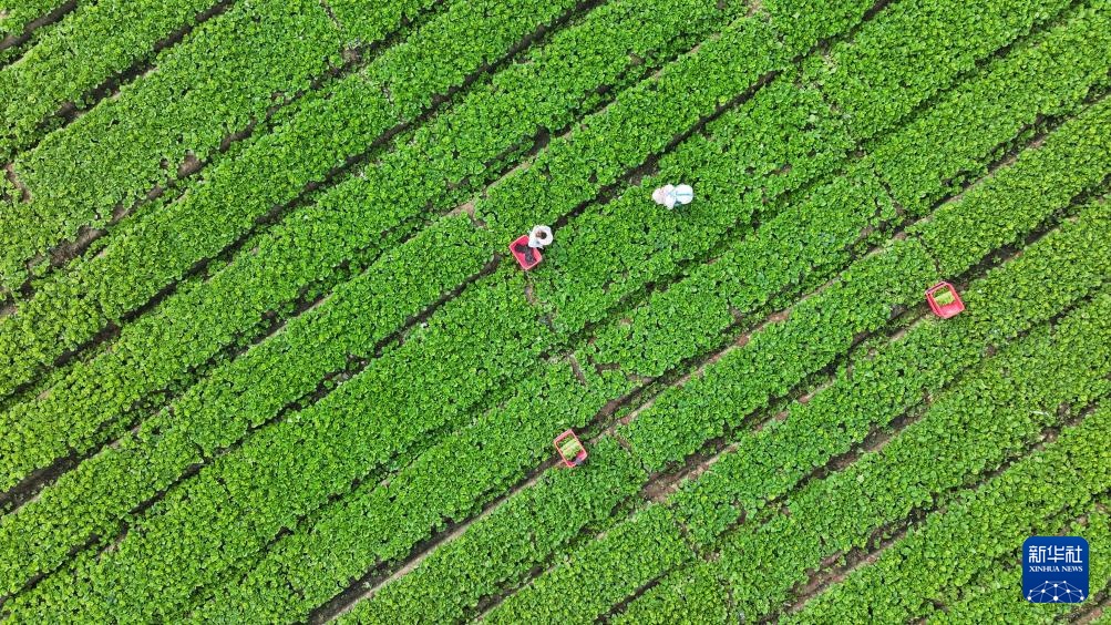 宁夏青铜峡:供港蔬菜迎来丰收季 宁夏青铜峡:供港蔬菜迎来丰收季