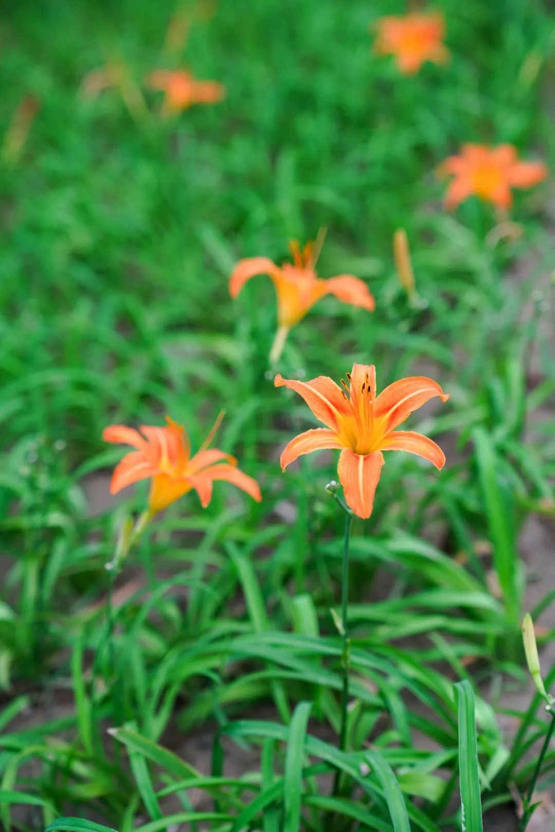 镜头下的北京科学中心丨萱草 镜头下的北京科学中心丨萱草