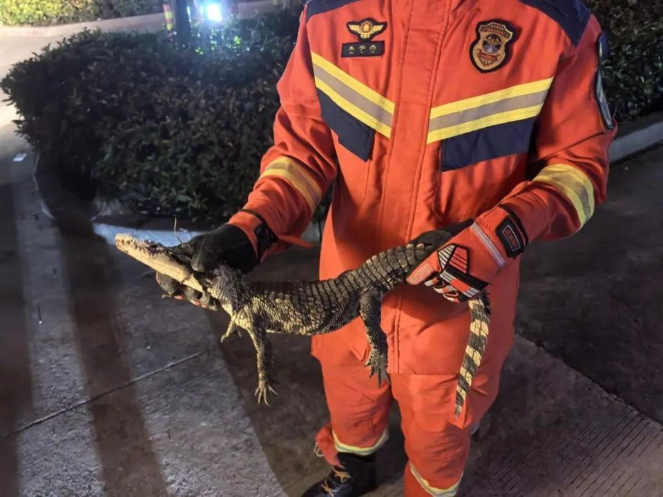 杭州一小区惊现鳄鱼，近一米长！居民：太可怕了