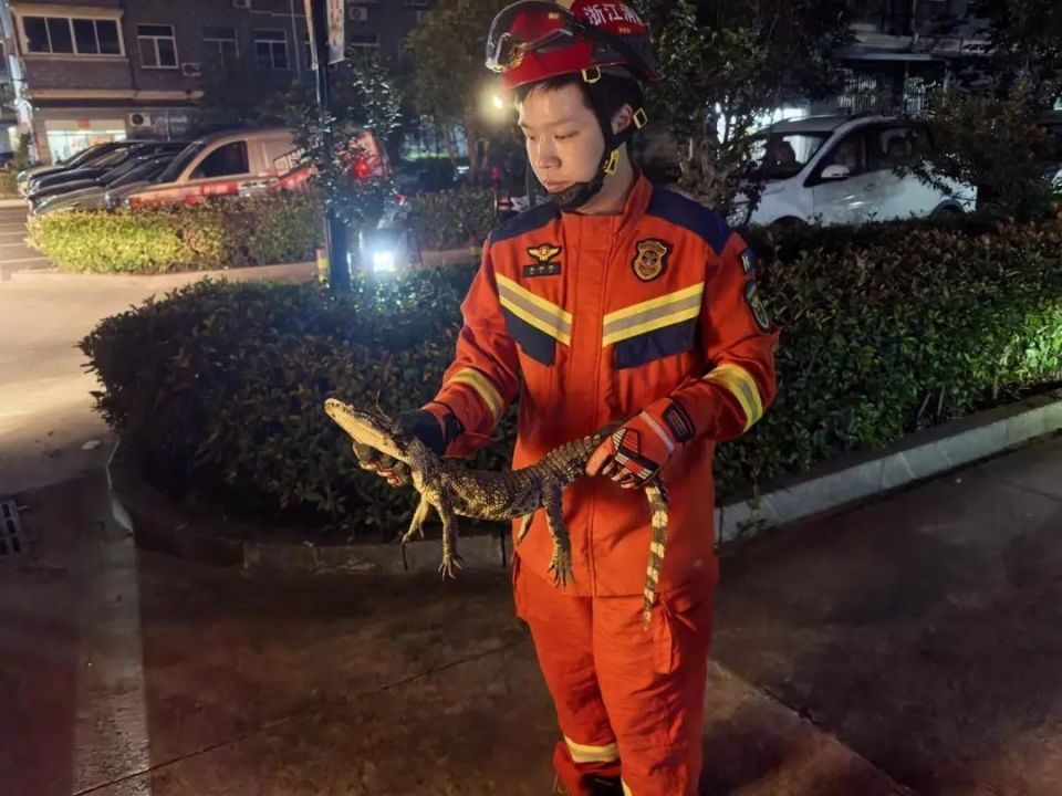 杭州一小区惊现鳄鱼，近一米长！居民：太可怕了