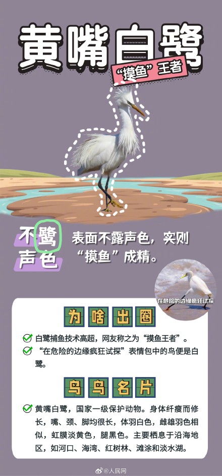 可可爱爱!野生鸟类竟是隐藏梗王 可可爱爱!野生鸟类竟是隐藏梗王