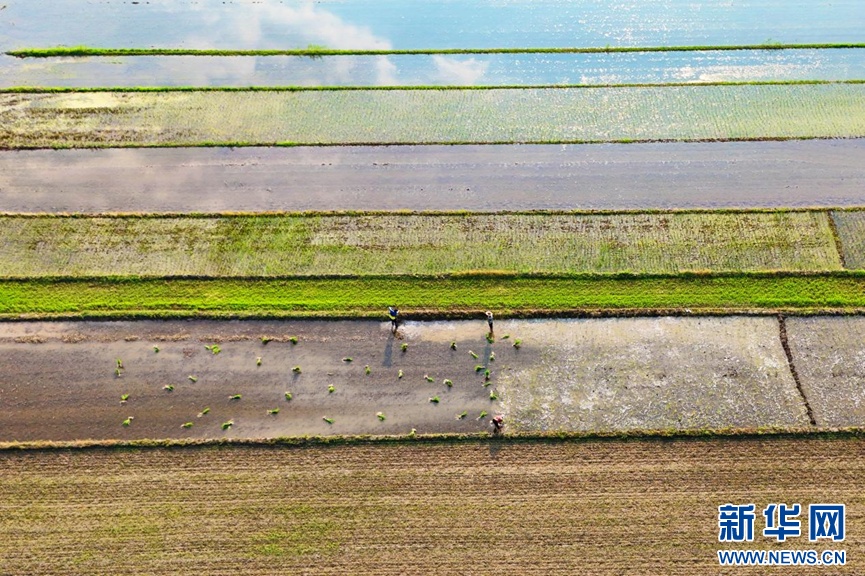 安徽淮北:秧苗插满田 静待稻花香 安徽淮北:秧苗插满田 静待稻花香