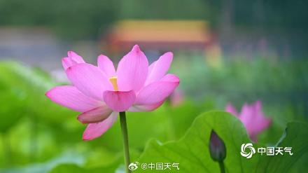 荷花盛开引客来 北京北海游船赏荷如画中游