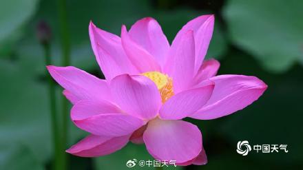 荷花盛开引客来 北京北海游船赏荷如画中游