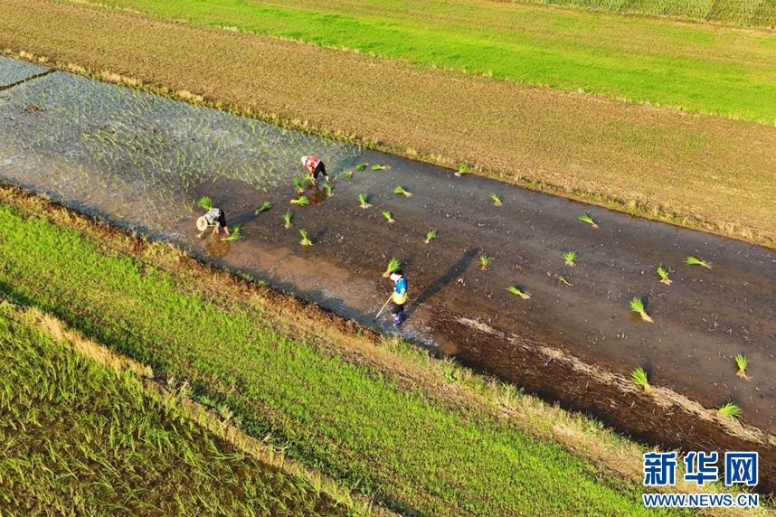 安徽淮北:秧苗插满田 静待稻花香 安徽淮北:秧苗插满田 静待稻花香