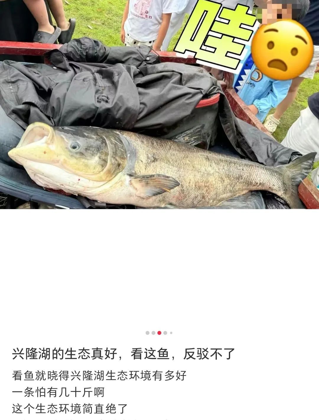 暴雨后去兴隆湖捞鱼?鱼再大,“捞不得”! 暴雨后去兴隆湖捞鱼?鱼再大,“捞不得”!