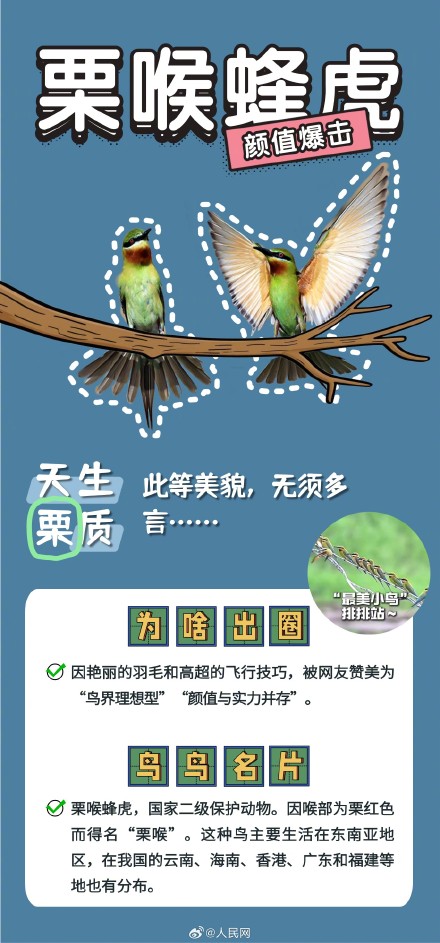 可可爱爱!野生鸟类竟是隐藏梗王 可可爱爱!野生鸟类竟是隐藏梗王