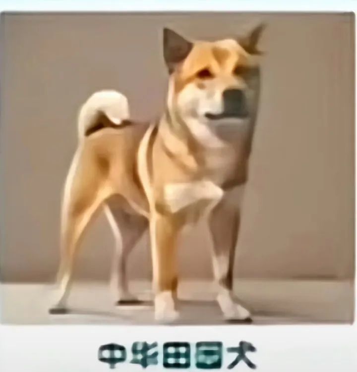 中华田园犬遭禁养？网友不解，官方回应来了……