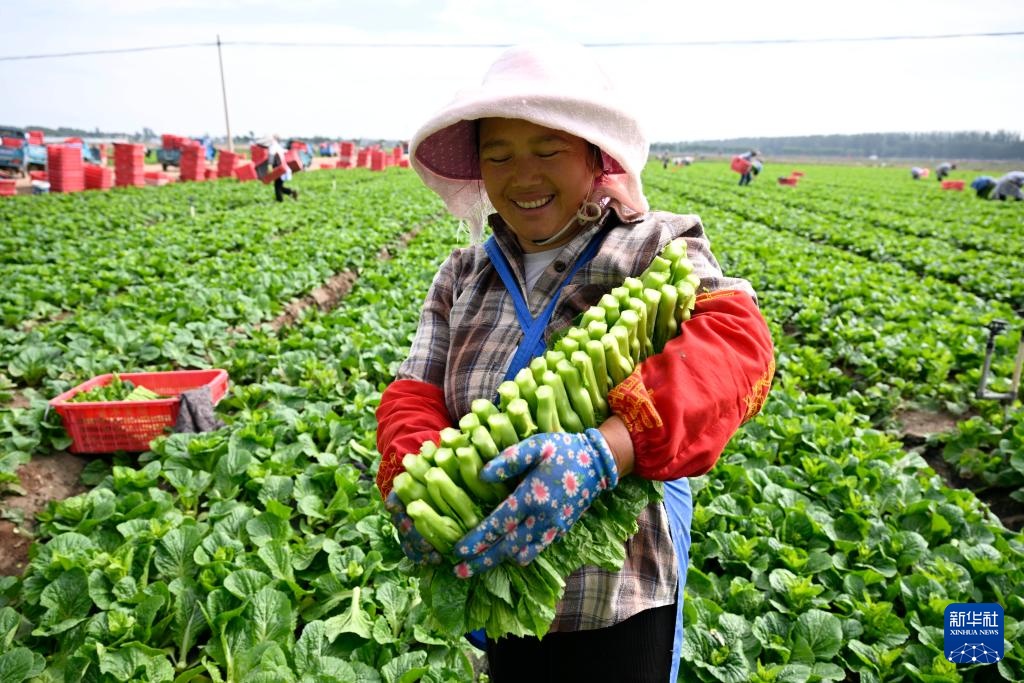 宁夏青铜峡:供港蔬菜迎来丰收季 宁夏青铜峡:供港蔬菜迎来丰收季