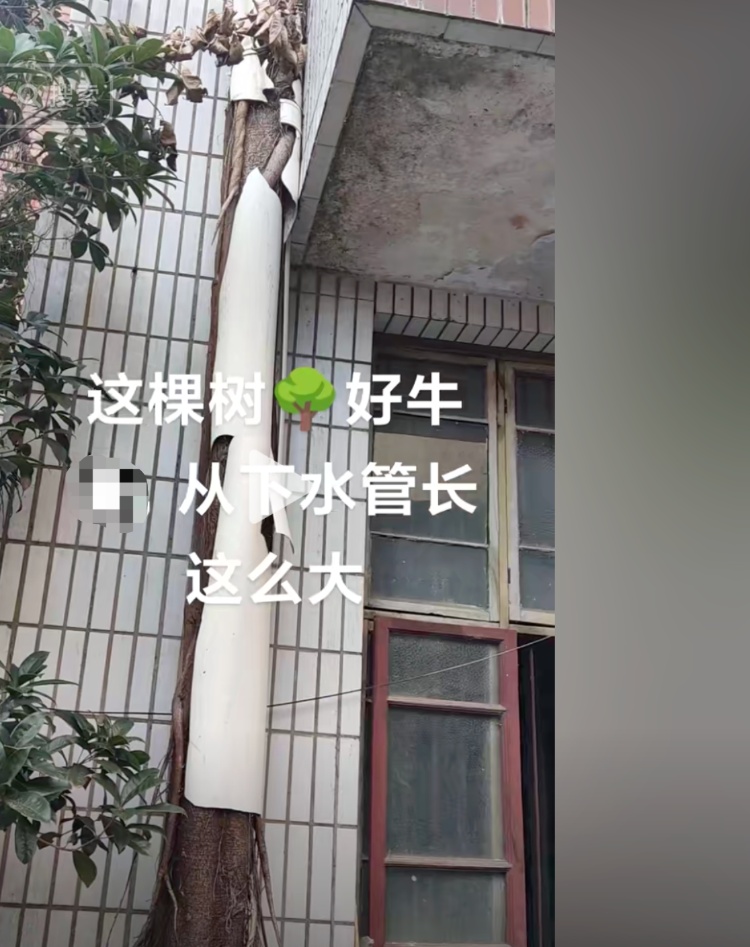 根系高达五层楼!四川南充惊现“树坚强”:树根撑破排水管道从屋顶长到地面 根系高达五层楼!四川南充惊现“树坚强”:树根撑破排水管道从屋顶长到地面