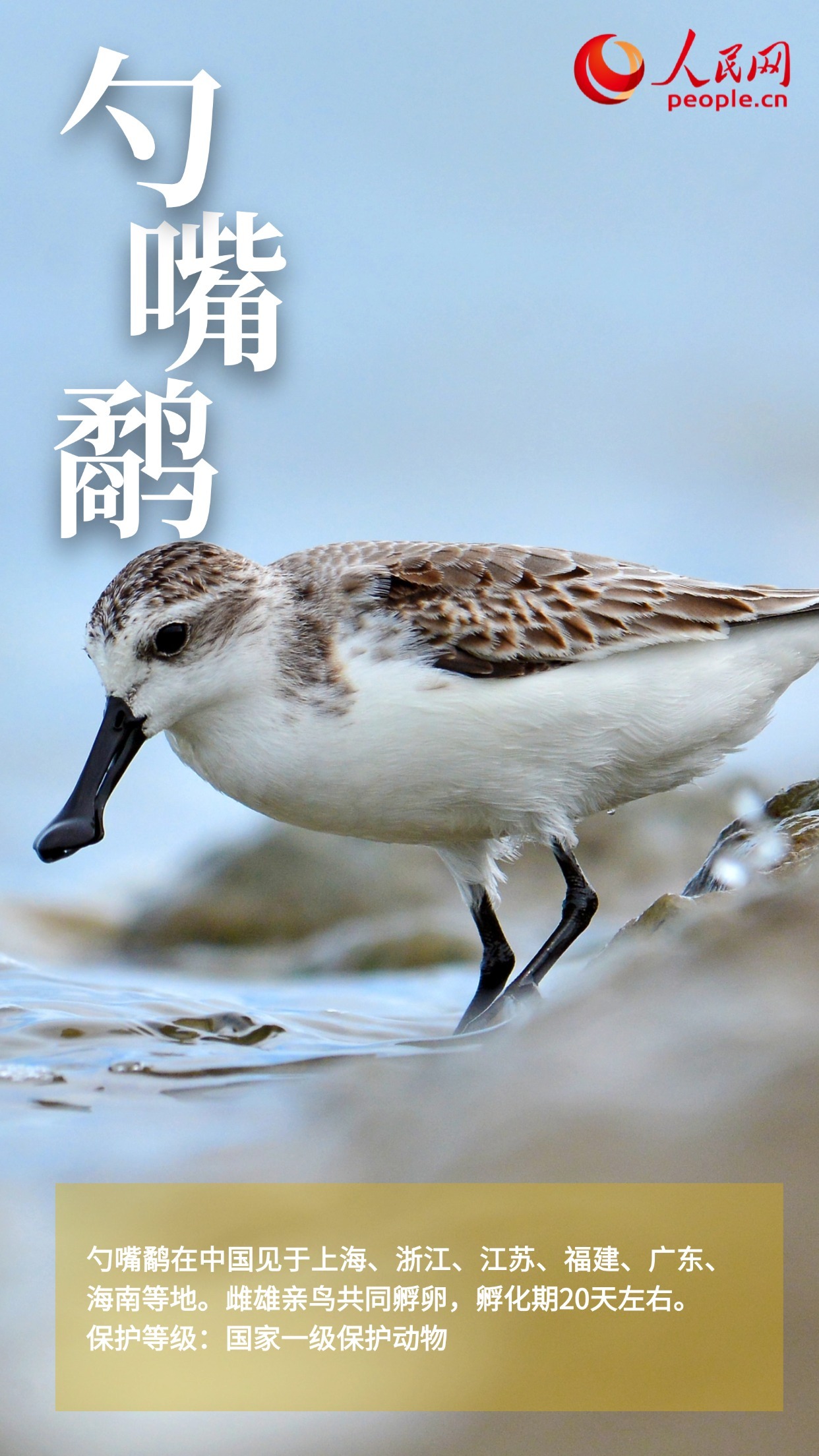 鸟类图鉴上新 多角度认识“空中精灵” 鸟类图鉴上新 多角度认识“空中精灵”