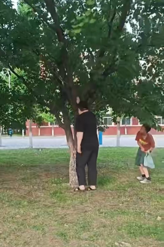 杏如雨下！爸爸用霍氏八极拳帮孩子摘杏，网友笑称“先摸下树表示安慰？”当事人：验树