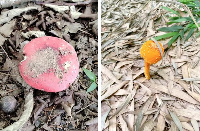 @镇江人,听劝!别捡!别吃! @镇江人,听劝!别捡!别吃!