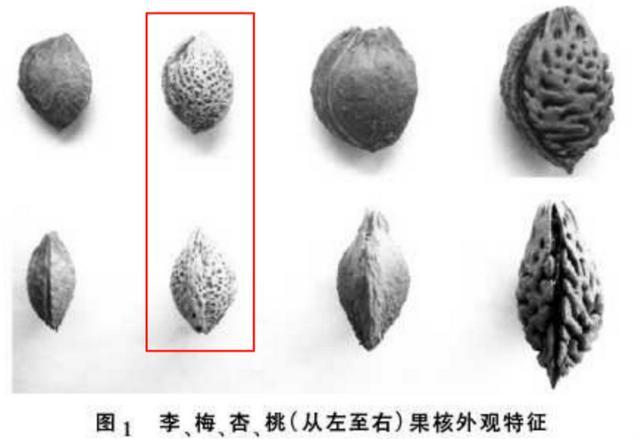 这种果子酸得发牙,却是夏天“开胃解渴”的宝藏食物!你吃对了吗? 这种果子酸得发牙,却是夏天“开胃解渴”的宝藏食物!你吃对了吗?