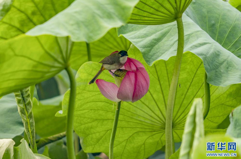 昆明荷花初绽 古典园林夏韵浓 昆明荷花初绽 古典园林夏韵浓