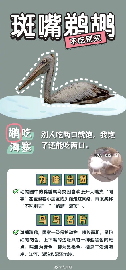 可可爱爱!野生鸟类竟是隐藏梗王 可可爱爱!野生鸟类竟是隐藏梗王