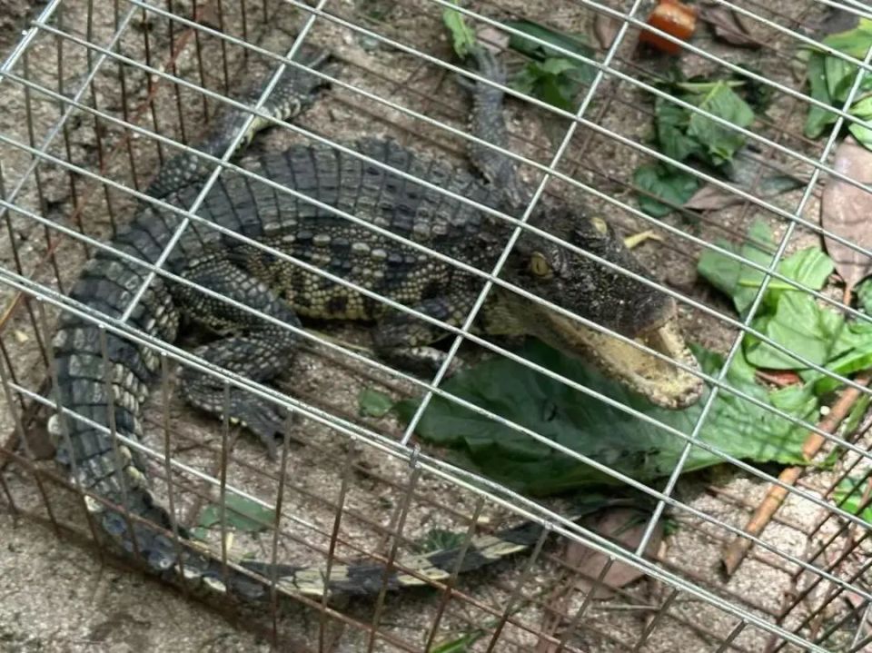 杭州一小区惊现鳄鱼，近一米长！居民：太可怕了