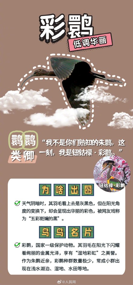 可可爱爱!野生鸟类竟是隐藏梗王 可可爱爱!野生鸟类竟是隐藏梗王