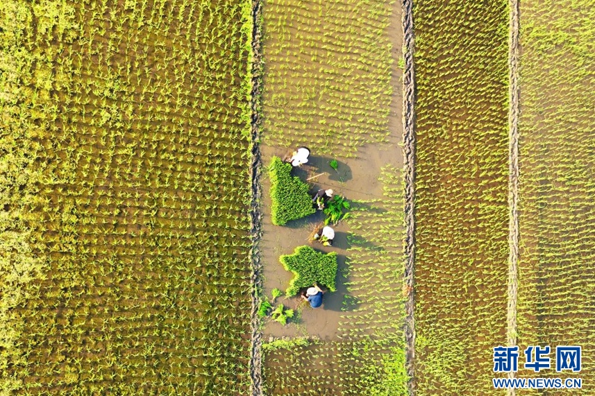 安徽淮北:秧苗插满田 静待稻花香 安徽淮北:秧苗插满田 静待稻花香