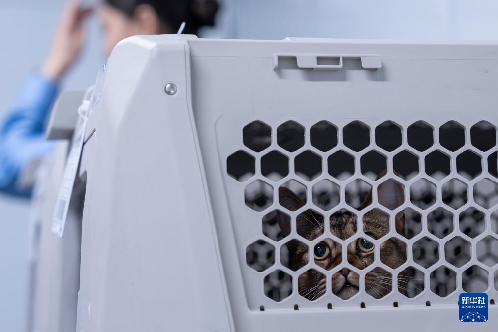 武汉:“萌宠”旅客乘高铁 武汉:“萌宠”旅客乘高铁