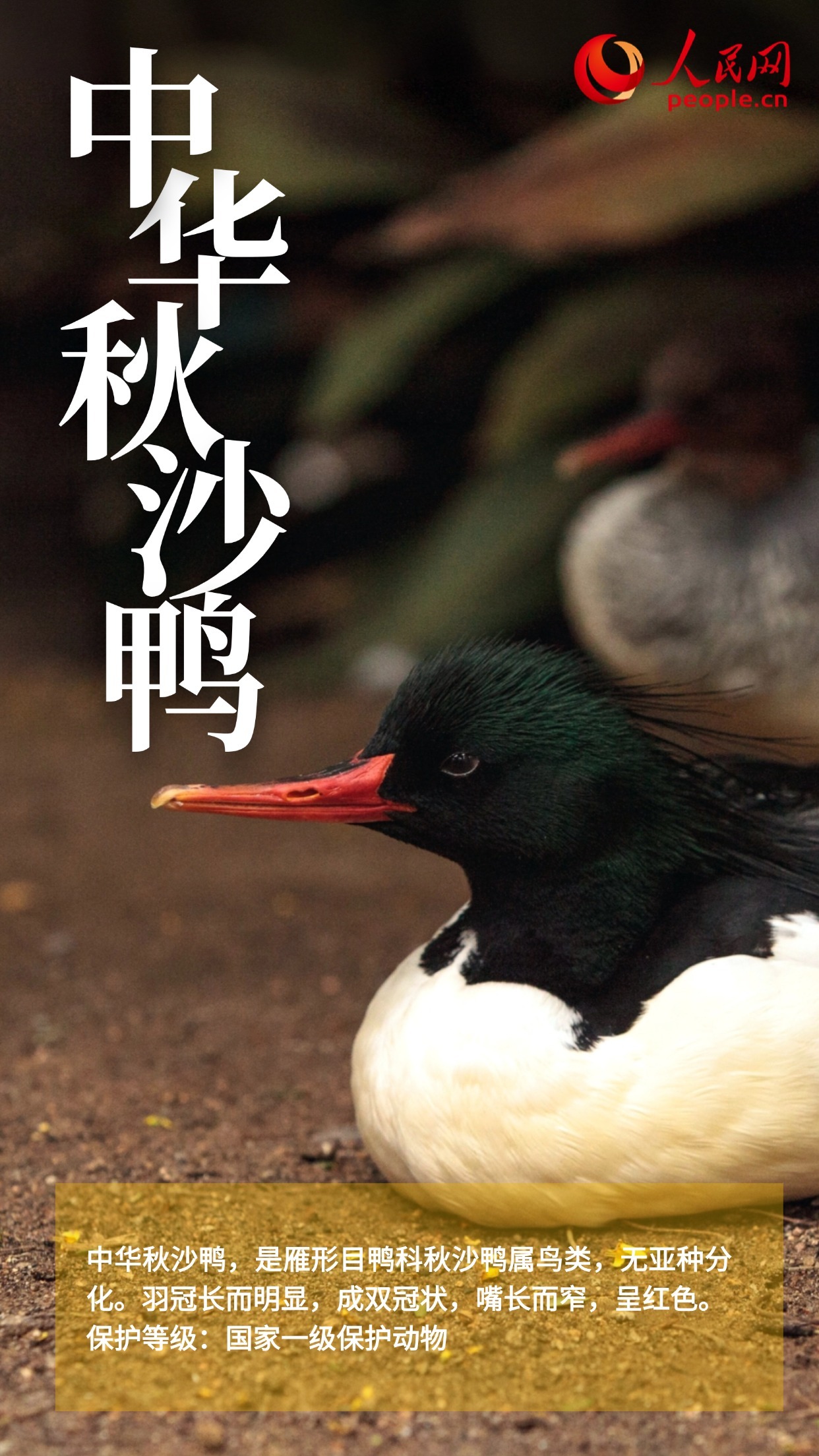 鸟类图鉴上新 多角度认识“空中精灵” 鸟类图鉴上新 多角度认识“空中精灵”