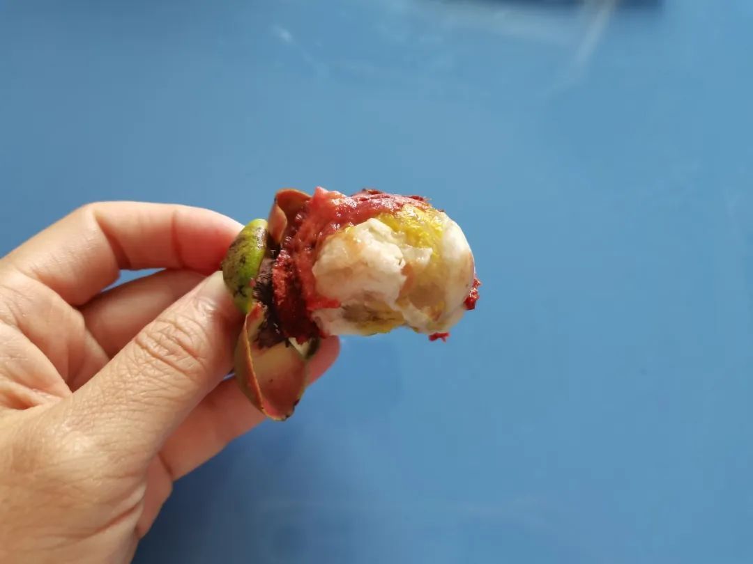 这种水果很贵,虽然好吃但营养价值一般,热量还很高…… 这种水果很贵,虽然好吃但营养价值一般,热量还很高……